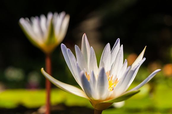Blooming