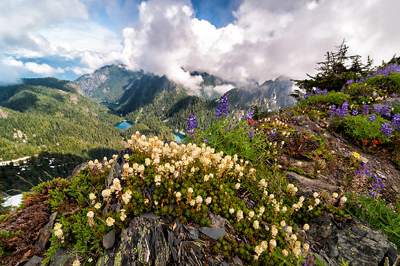 Mt Brunswick Wildflowers