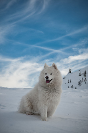 Laika takes a break